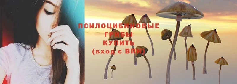 сколько стоит  Купино  Галлюциногенные грибы Psilocybe 